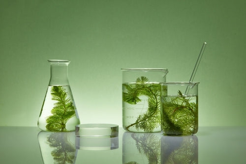 Algae